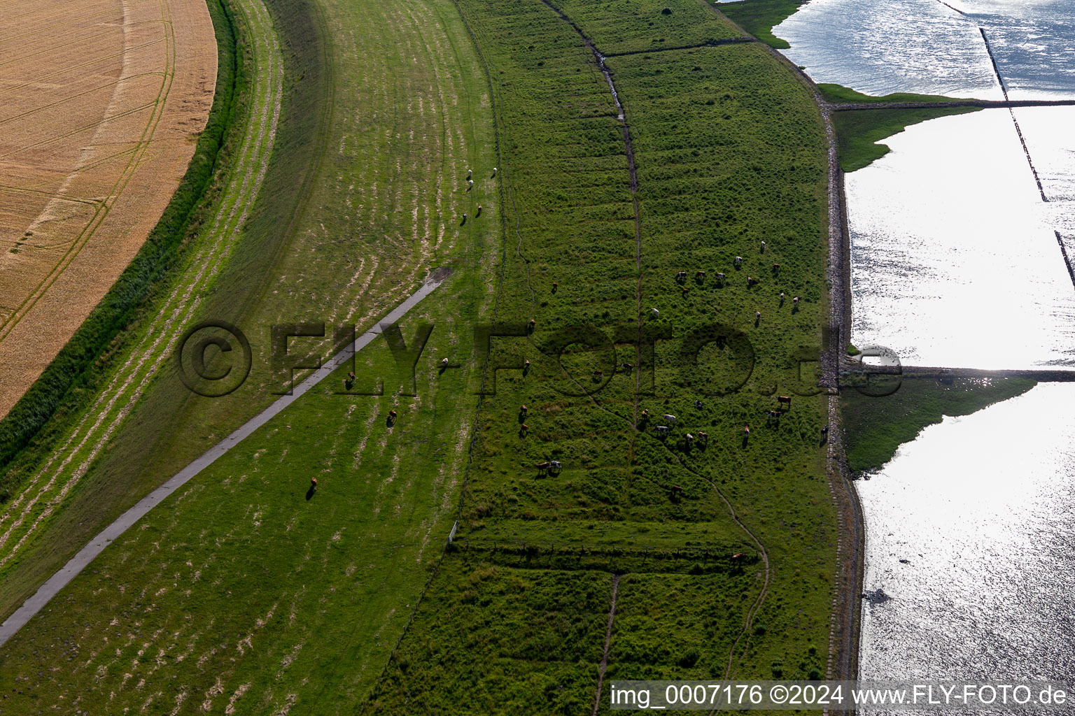 Eiderdam with cattle in Wesselburenerkoog in the state Schleswig Holstein, Germany