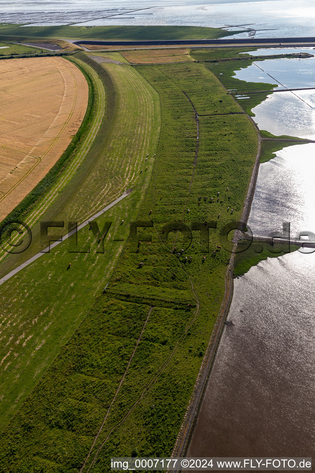 Aerial view of Eiderdam with cattle in Wesselburenerkoog in the state Schleswig Holstein, Germany