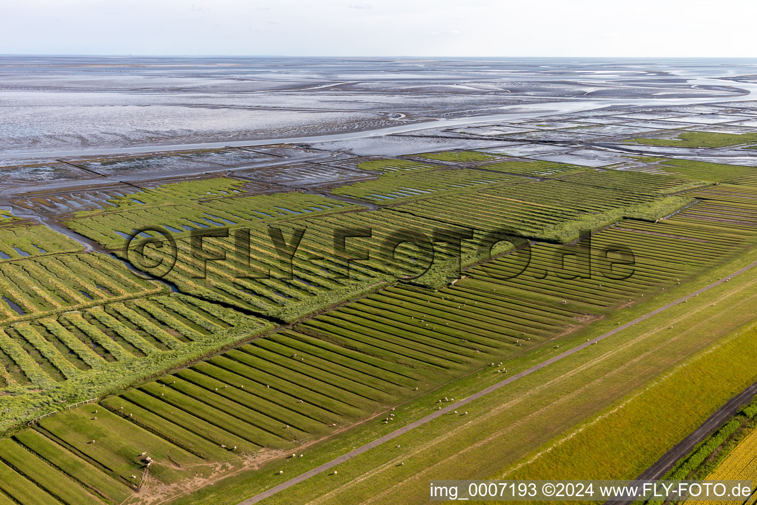 Wadden Sea of North Sea Coast on Westdeich Grothusenkoog in Tating in the state Schleswig-Holstein, Germany