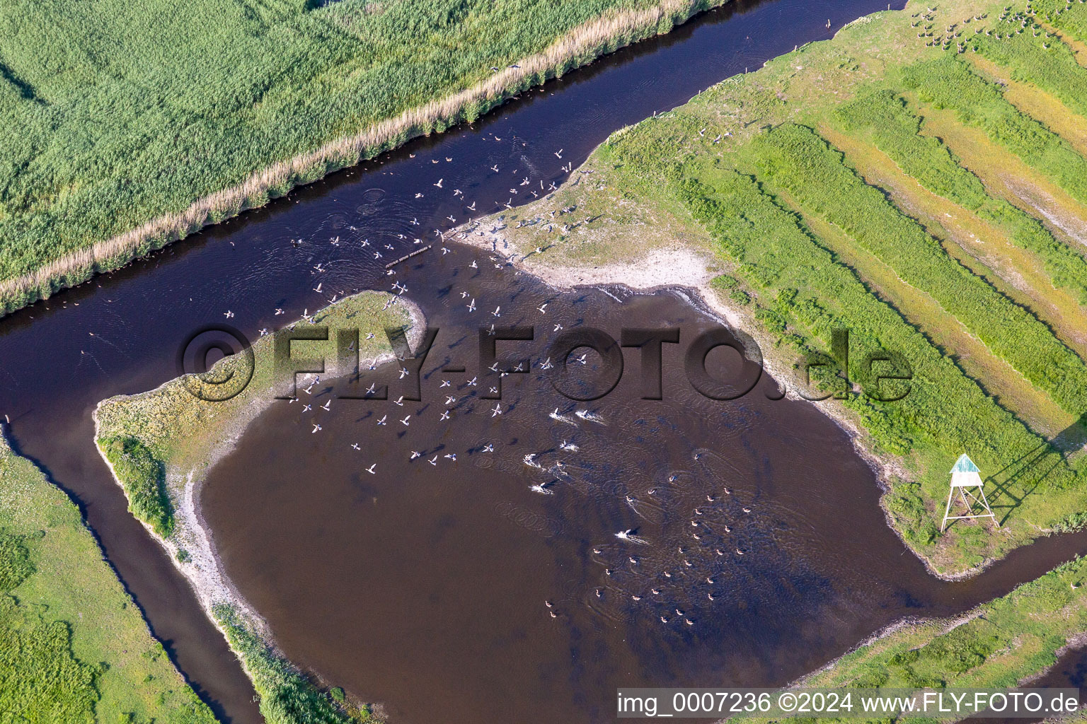 Seabirds at Ordinger Sielzug in the district Brösum in Sankt Peter-Ording in the state Schleswig Holstein, Germany