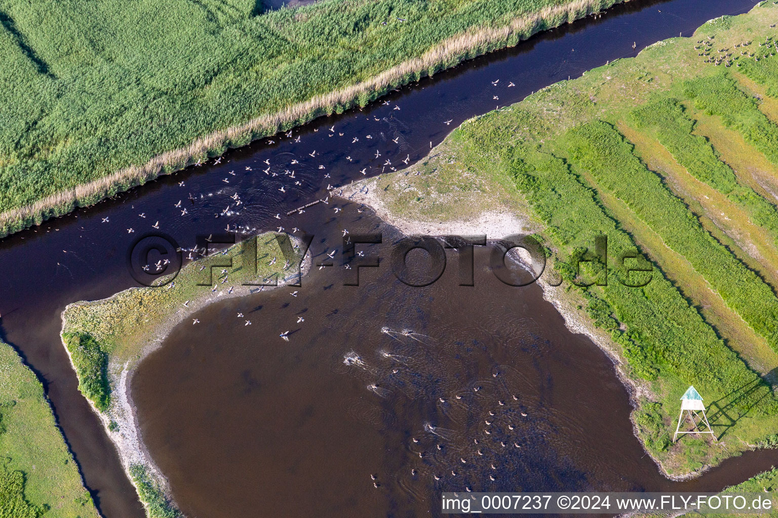 Sea-Birds in a pond landscape in Sankt Peter-Ording in the state Schleswig-Holstein, Germany