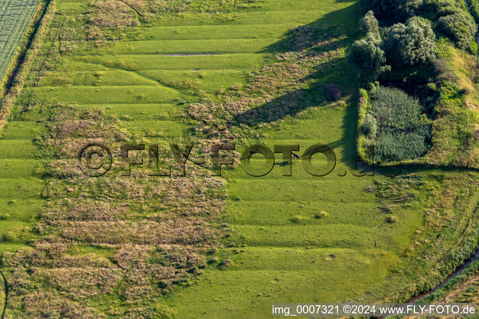 Horse pasture beyond the dike in Karolinenkoog in the state Schleswig Holstein, Germany