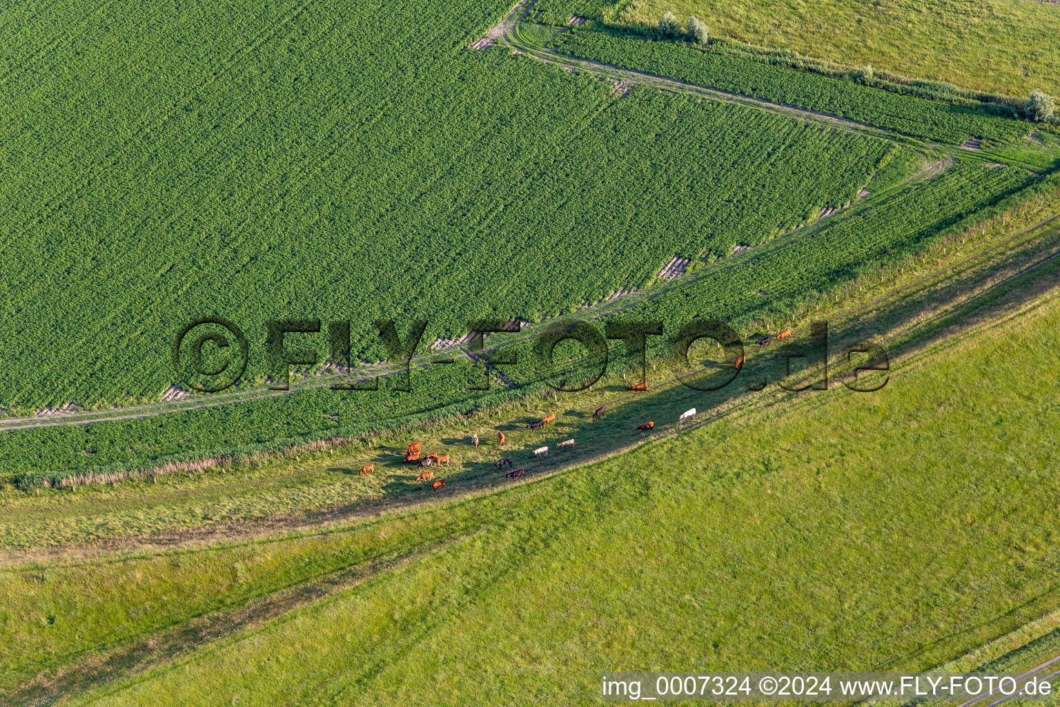 Cattle on the dike in the district Schülper Neuensiel in Wesselburenerkoog in the state Schleswig Holstein, Germany