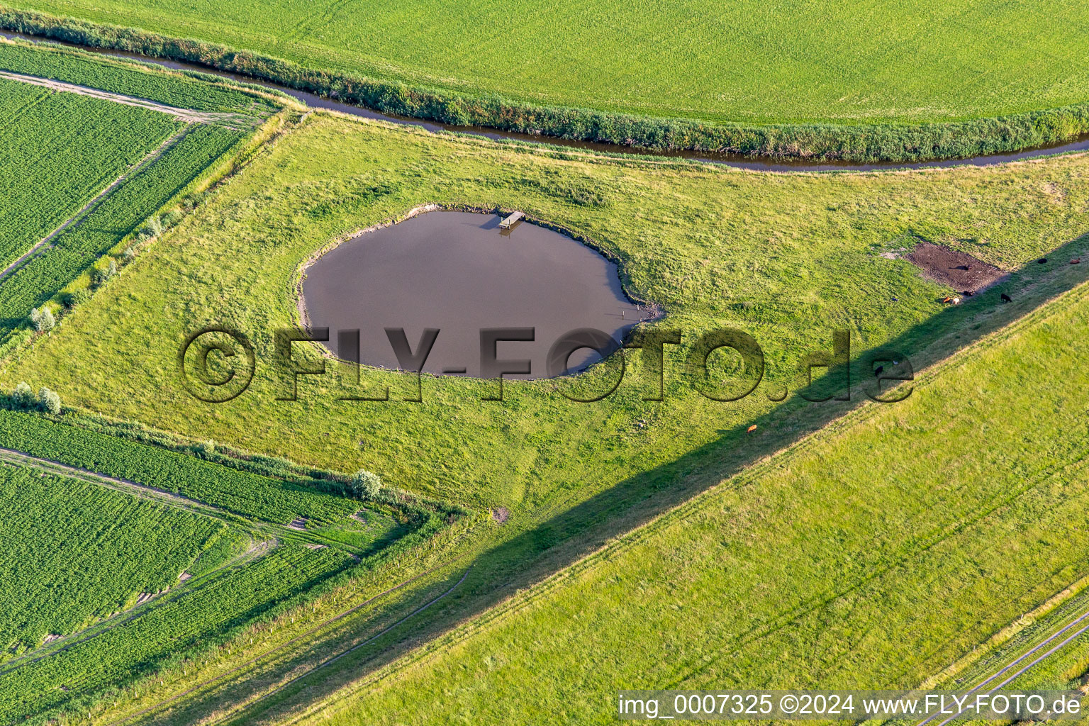 Cattle watering pond in Wesselburenerkoog in the state Schleswig Holstein, Germany