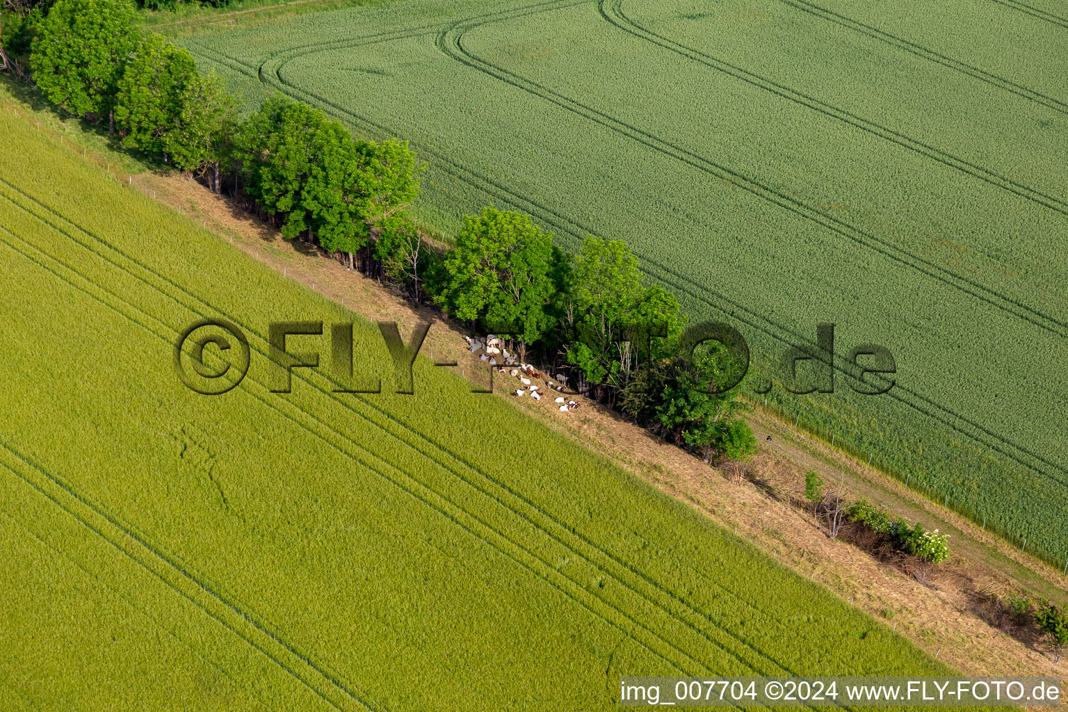 Cows in the shade in the district Mühlberg in Drei Gleichen in the state Thuringia, Germany