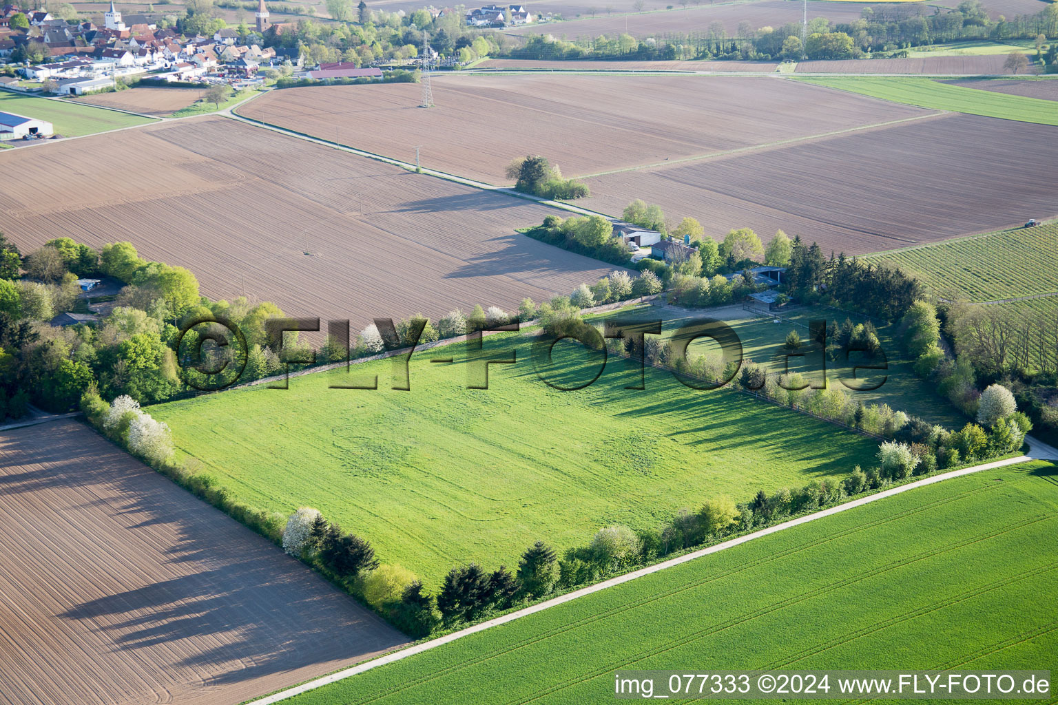 Trakehner paddock in Minfeld in the state Rhineland-Palatinate, Germany