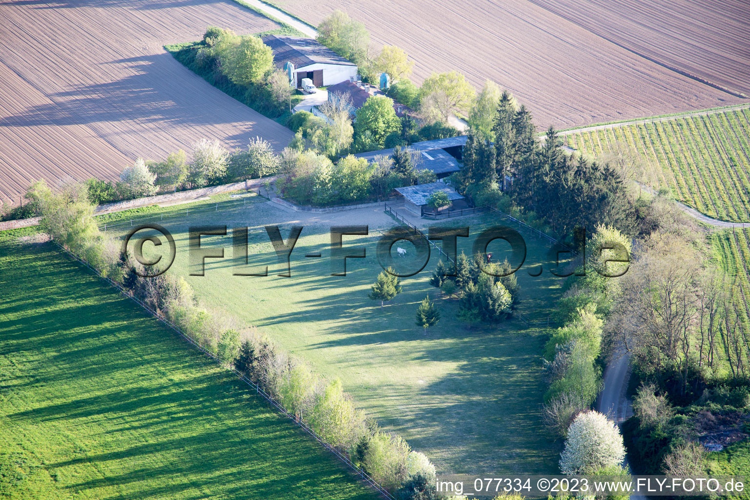 Aerial view of Trakehner paddock in Minfeld in the state Rhineland-Palatinate, Germany