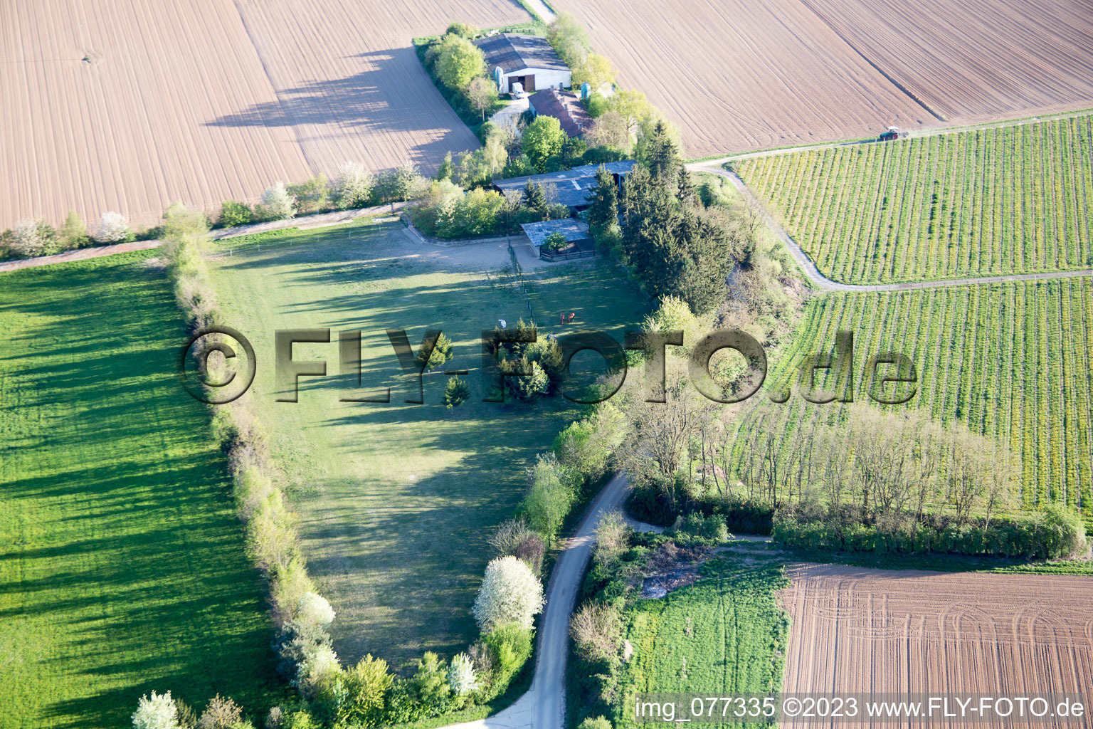Aerial photograpy of Trakehner paddock in Minfeld in the state Rhineland-Palatinate, Germany