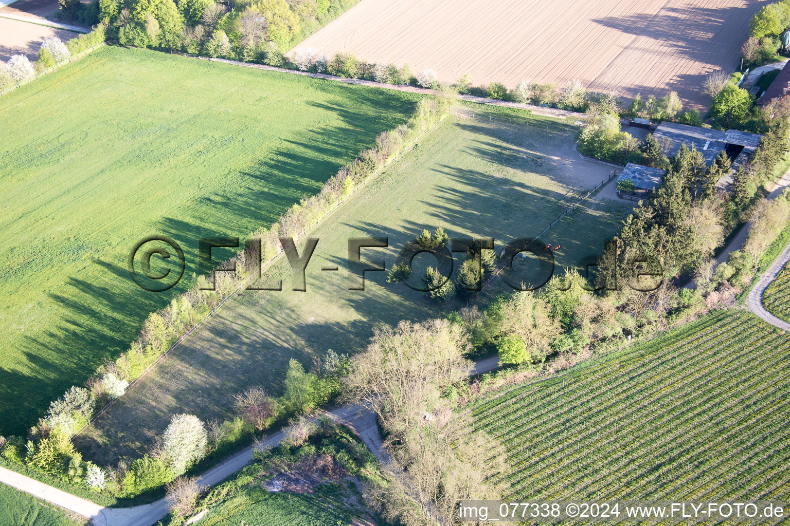 Trakehner paddock in Minfeld in the state Rhineland-Palatinate, Germany from above