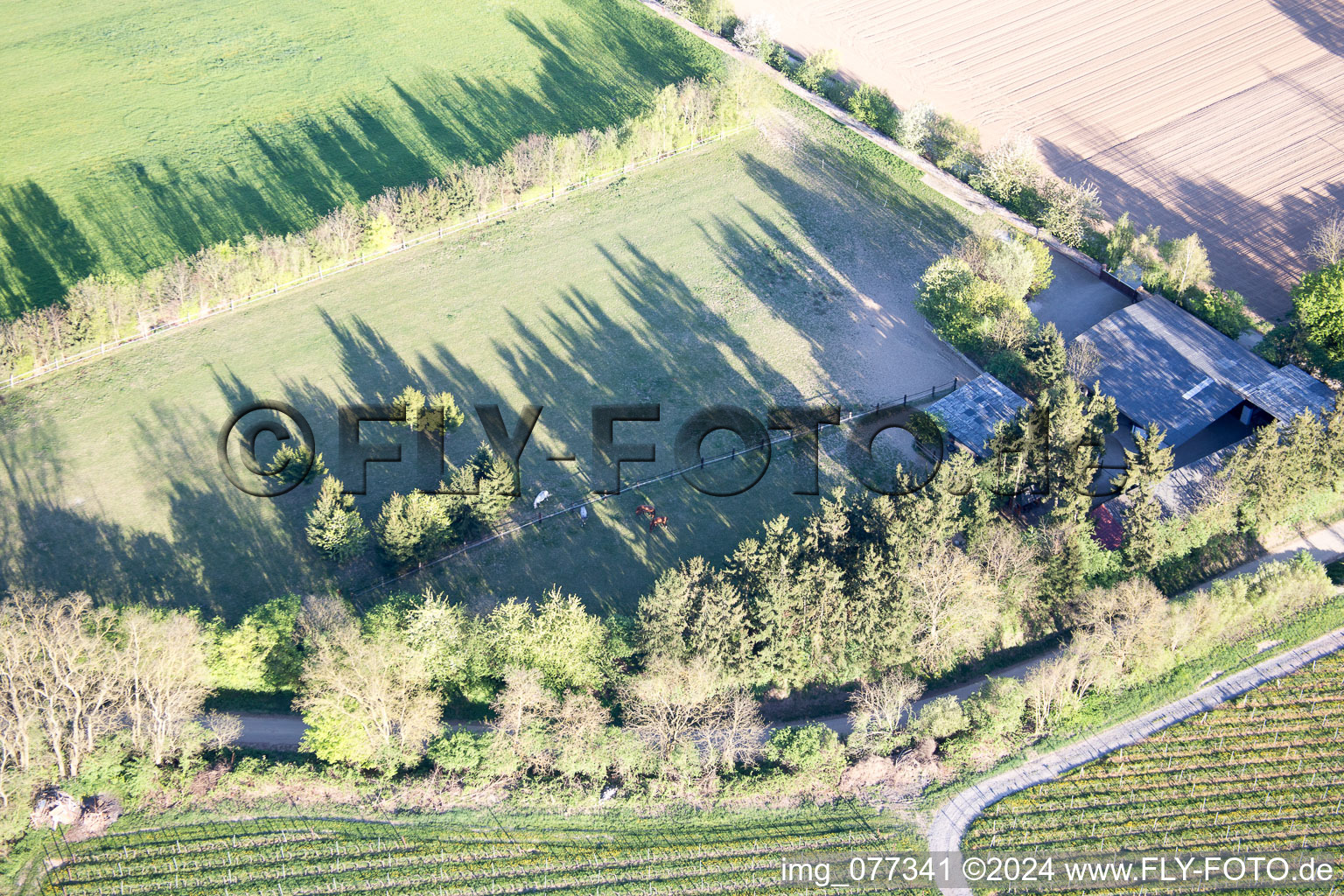 Trakehner paddock in Minfeld in the state Rhineland-Palatinate, Germany out of the air