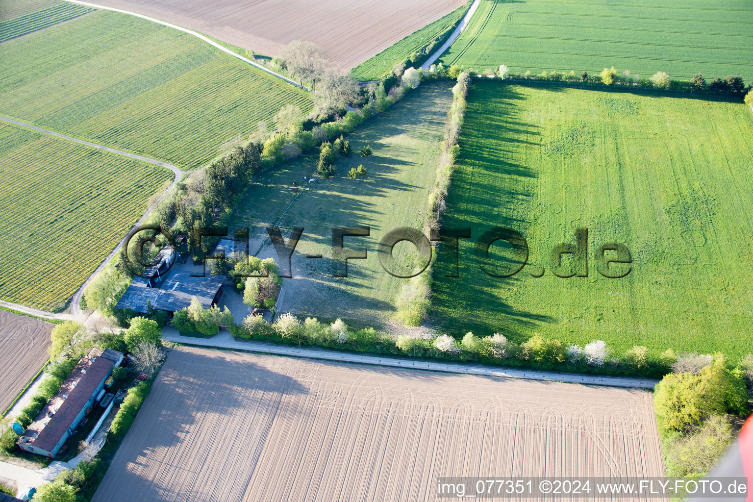 Drone recording of Trakehner paddock in Minfeld in the state Rhineland-Palatinate, Germany