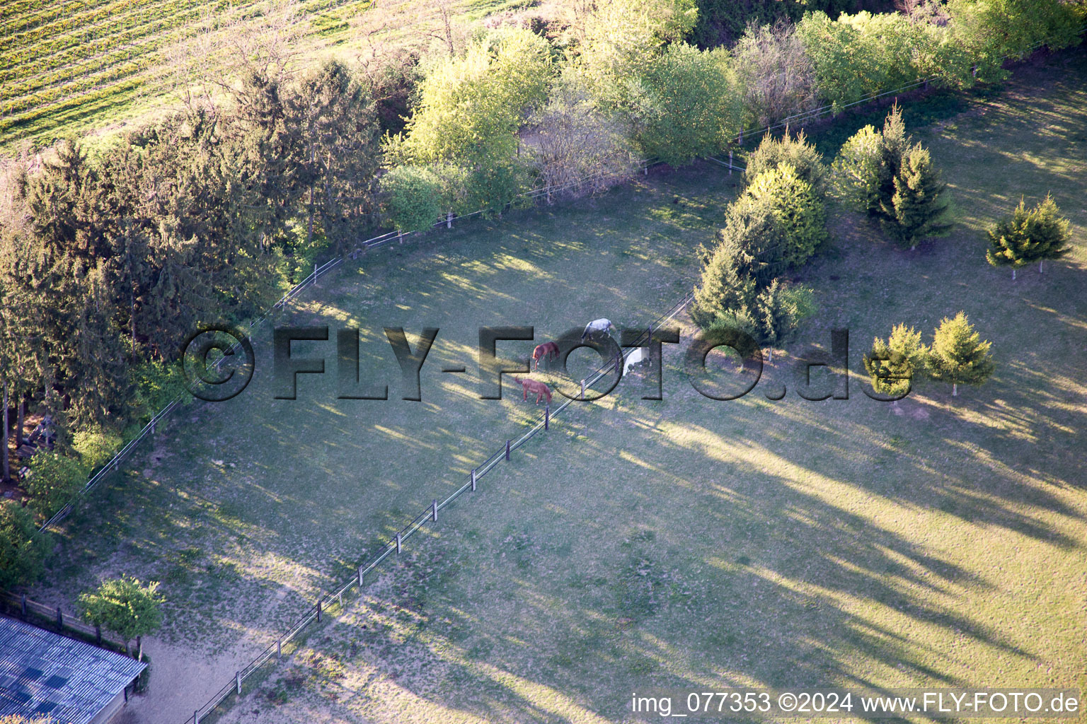 Drone image of Trakehner paddock in Minfeld in the state Rhineland-Palatinate, Germany