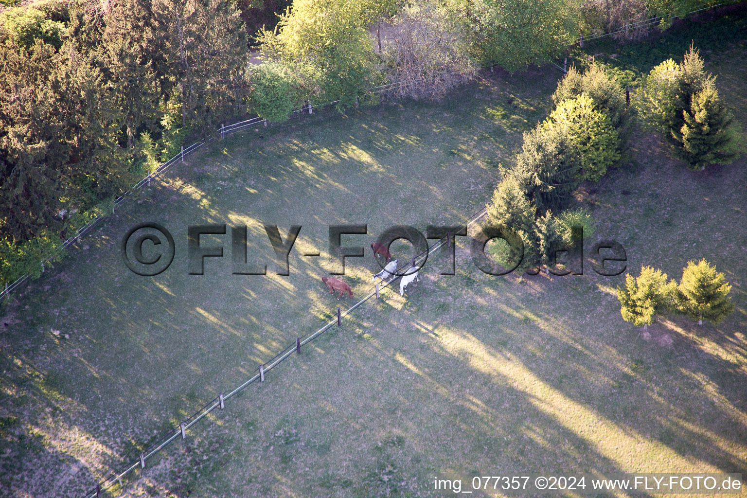 Trakehner paddock in Minfeld in the state Rhineland-Palatinate, Germany from the drone perspective