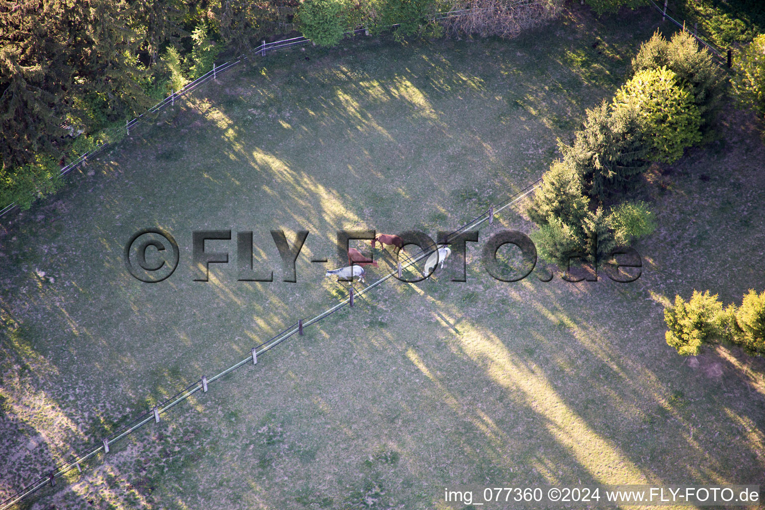 Trakehner paddock in Minfeld in the state Rhineland-Palatinate, Germany from a drone