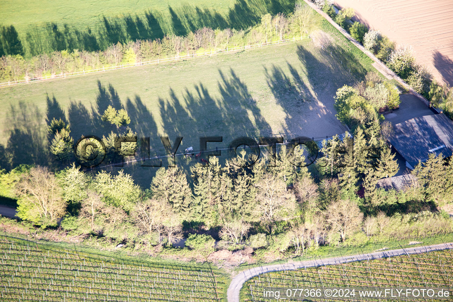 Trakehner paddock in Minfeld in the state Rhineland-Palatinate, Germany seen from a drone