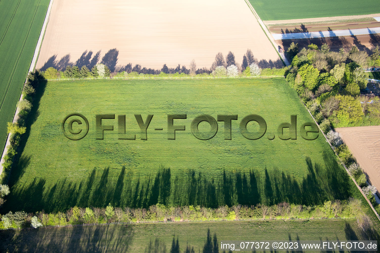 Aerial photograpy of Trakehner paddock in Minfeld in the state Rhineland-Palatinate, Germany