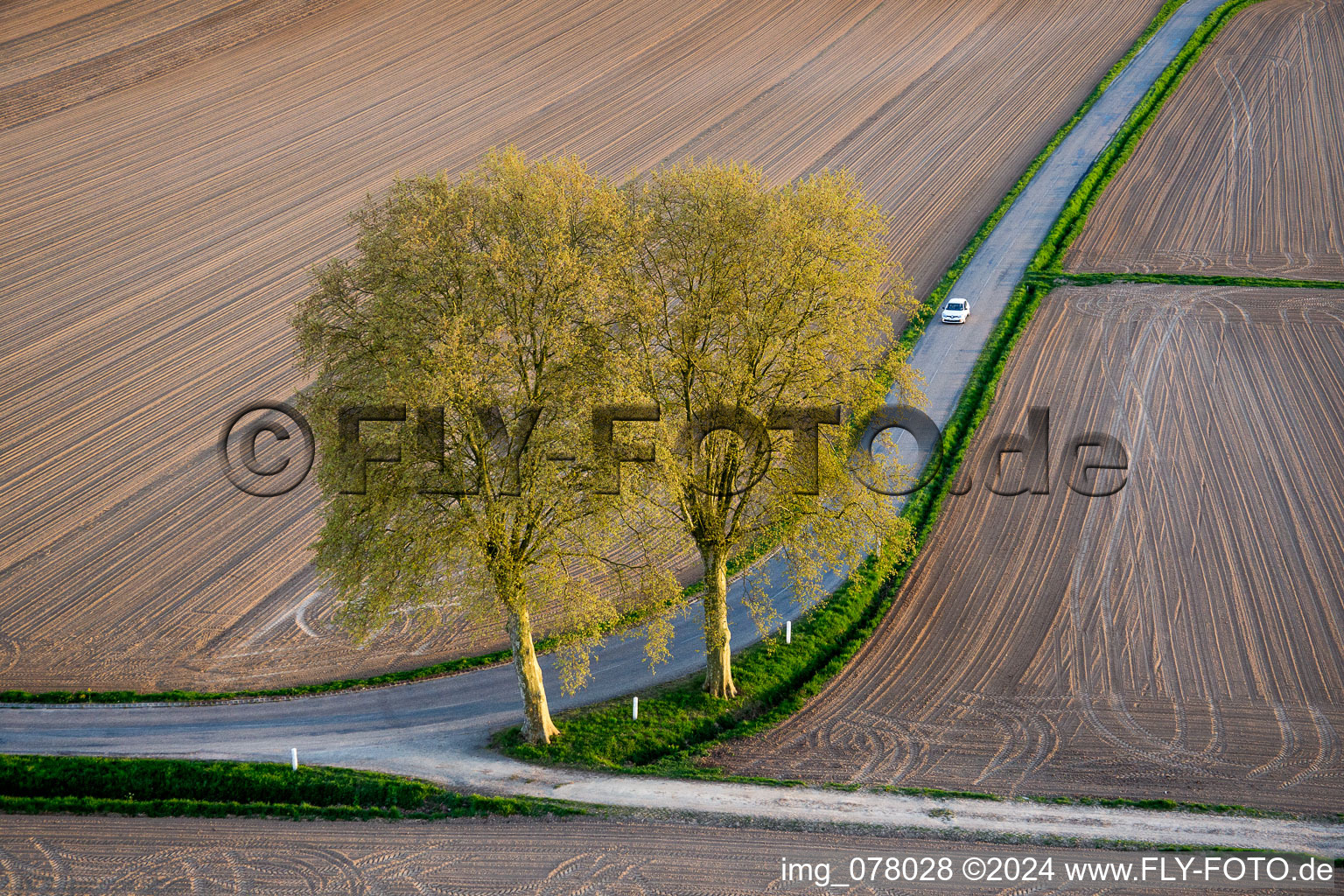 Row of trees in a field edge in Schleithal in Grand Est, France