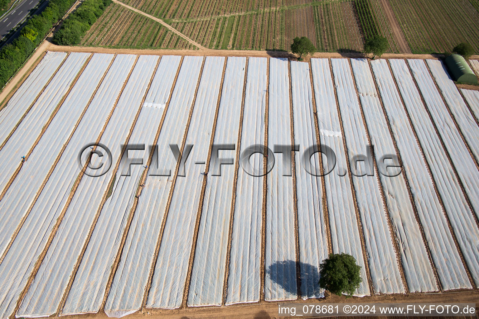 Rows with asparagus growing on field surfaces in the district Koenigsbach in Ruppertsberg in the state Rhineland-Palatinate