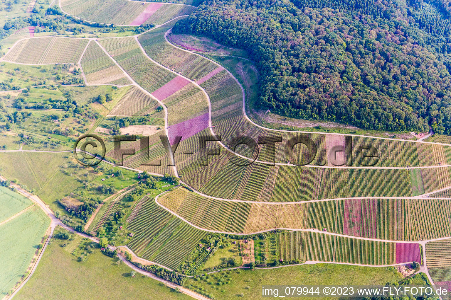 Oblique view of Fields of wine cultivation landscape in Sternenfels in the state Baden-Wurttemberg, Germany