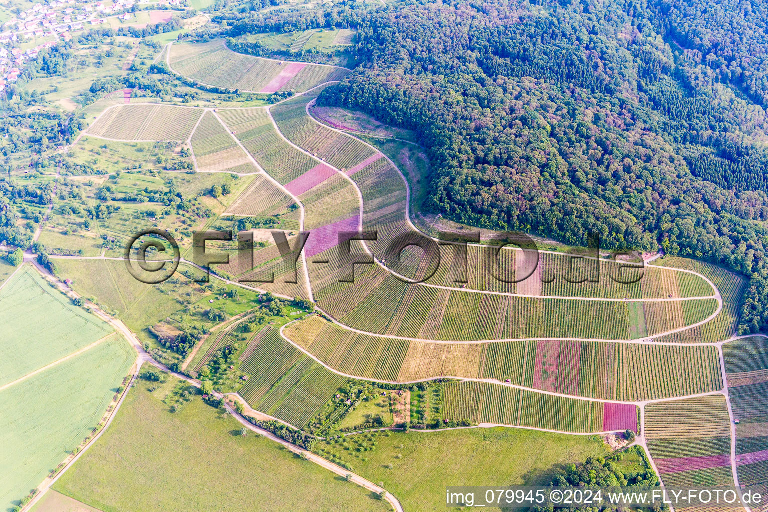 Oblique view of Fields of wine cultivation landscape in Sternenfels in the state Baden-Wurttemberg, Germany