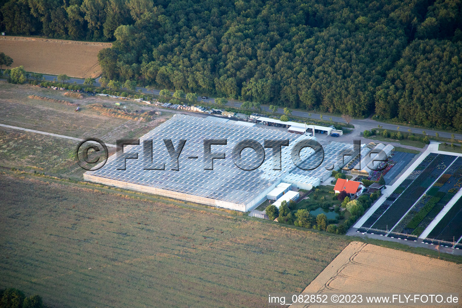 Greenhouses of geraniums Endisch in Essingen in the state Rhineland-Palatinate, Germany