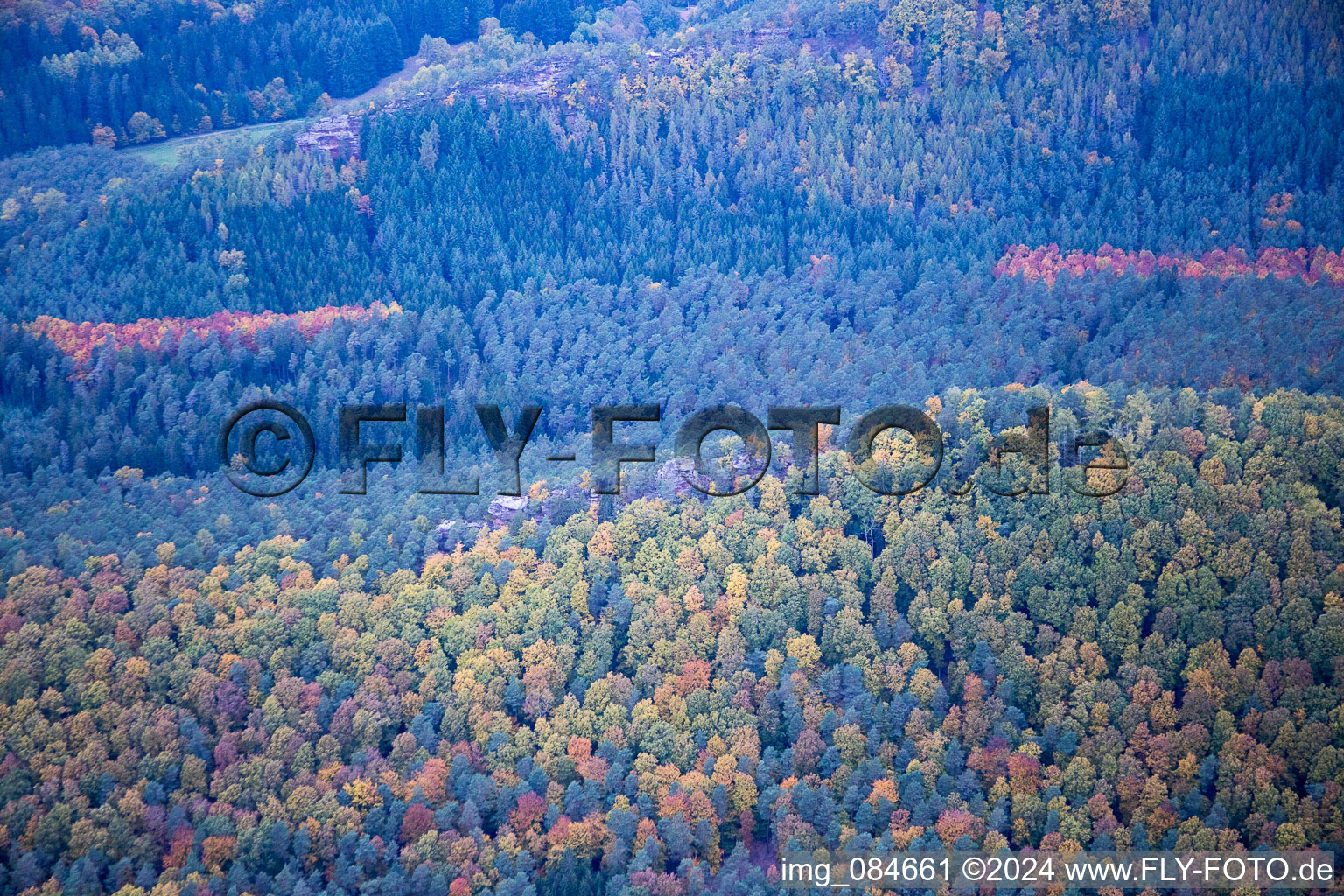 Autumn forest of the Northern Vosges at Dambach in Dambach in the state Bas-Rhin, France