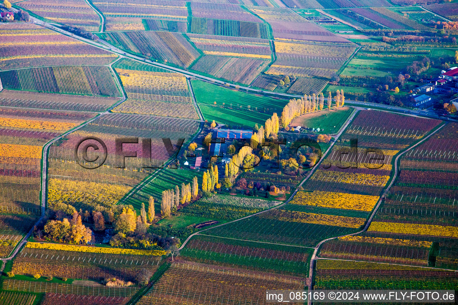 Autumn coloured Row of trees between wine yards at the Aalmuehl in Ilbesheim bei Landau in der Pfalz in the state Rhineland-Palatinate