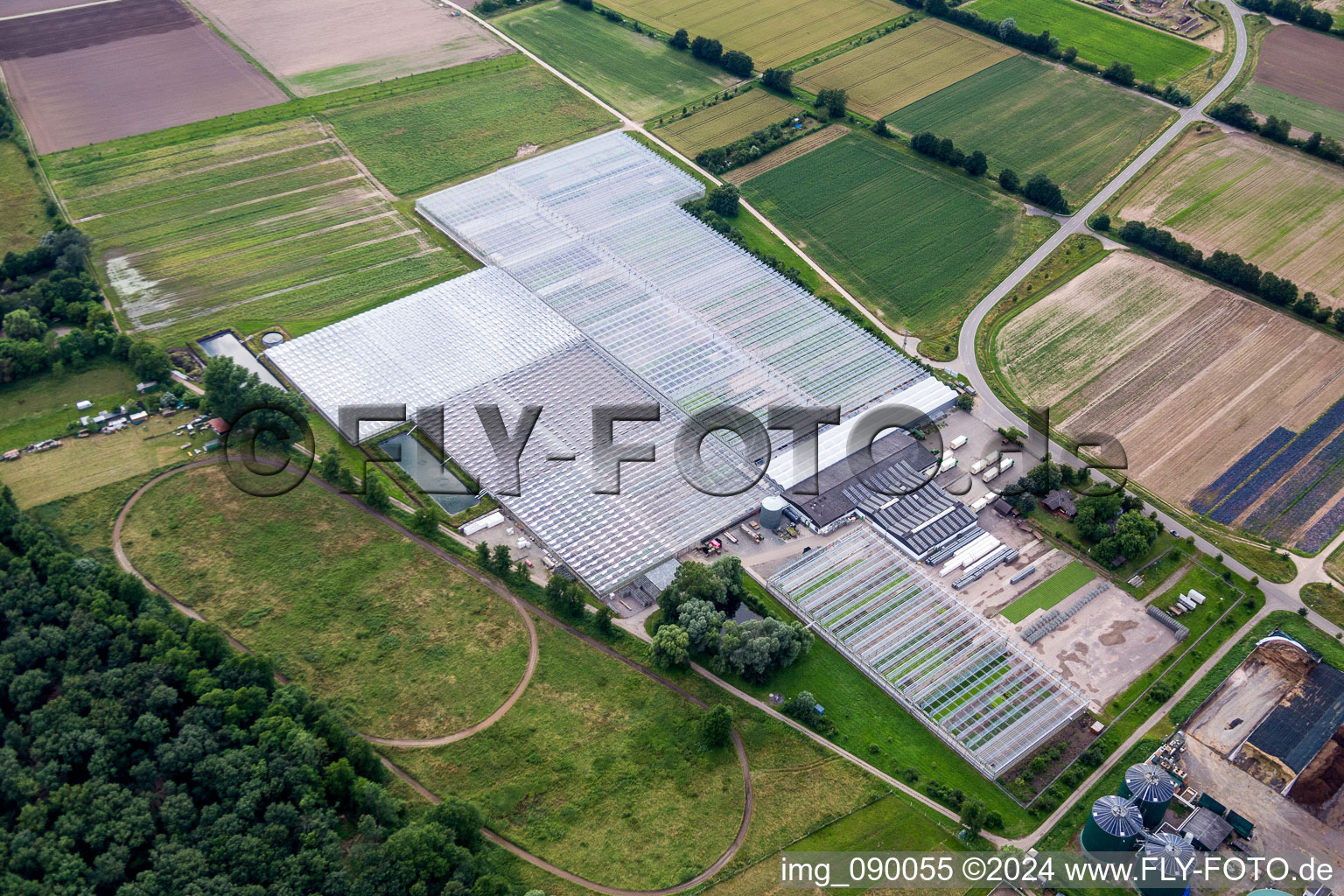 Glass roof surfaces in the greenhouse for vegetable growing ranks of Rudolf Sinn Jungpflanzen GmbH & Co. KG in Lustadt in the state Rhineland-Palatinate, Germany