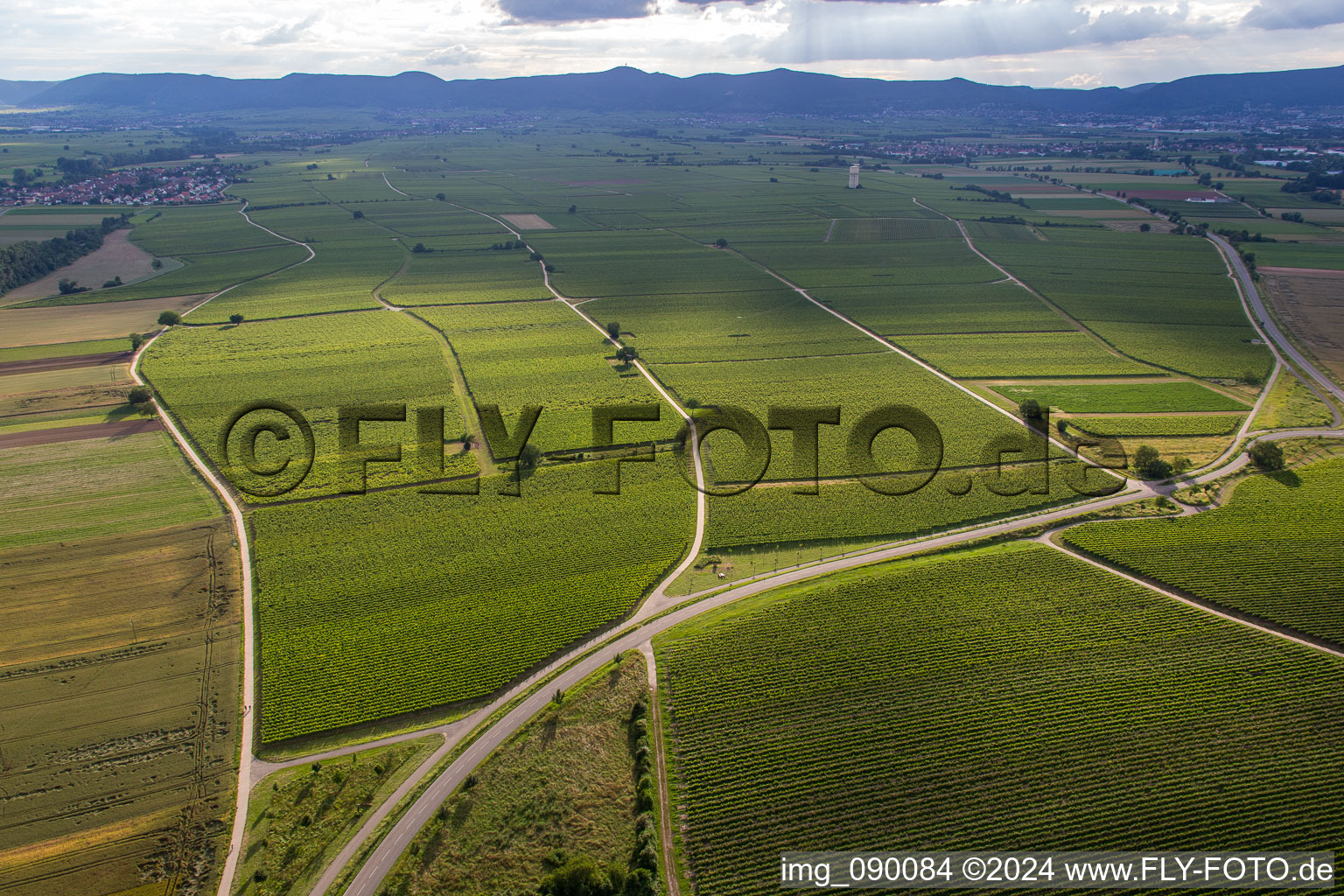 Vineyards on the B39 in the district Geinsheim in Neustadt an der Weinstraße in the state Rhineland-Palatinate, Germany