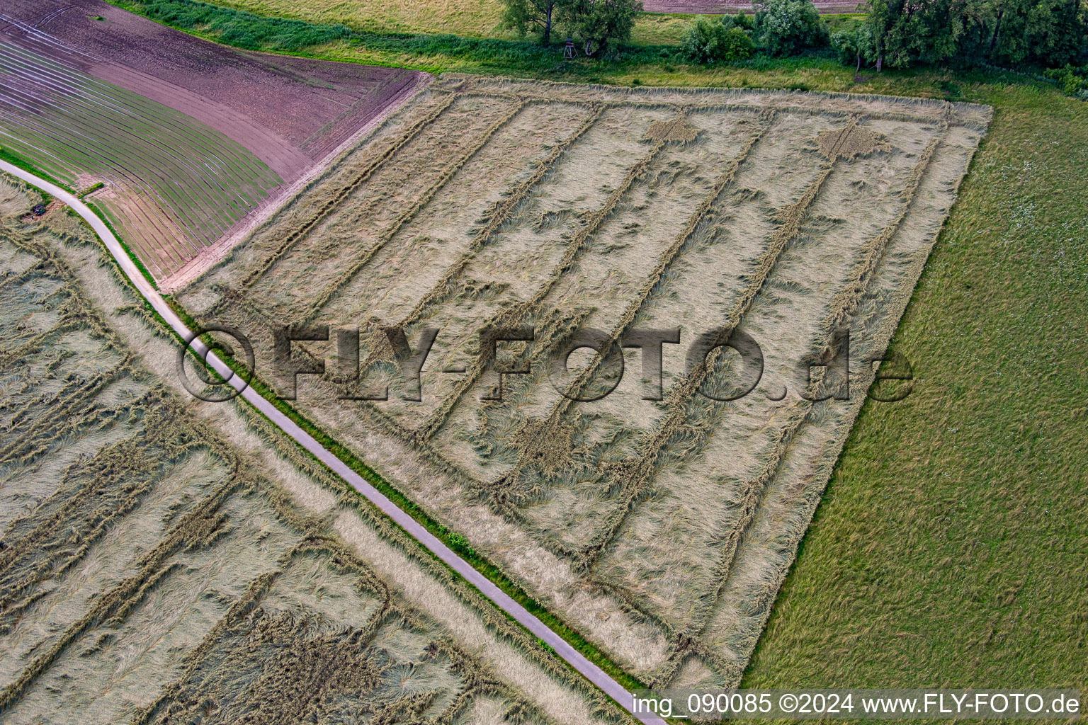 Grain field with storm damage in the district Geinsheim in Neustadt an der Weinstraße in the state Rhineland-Palatinate, Germany