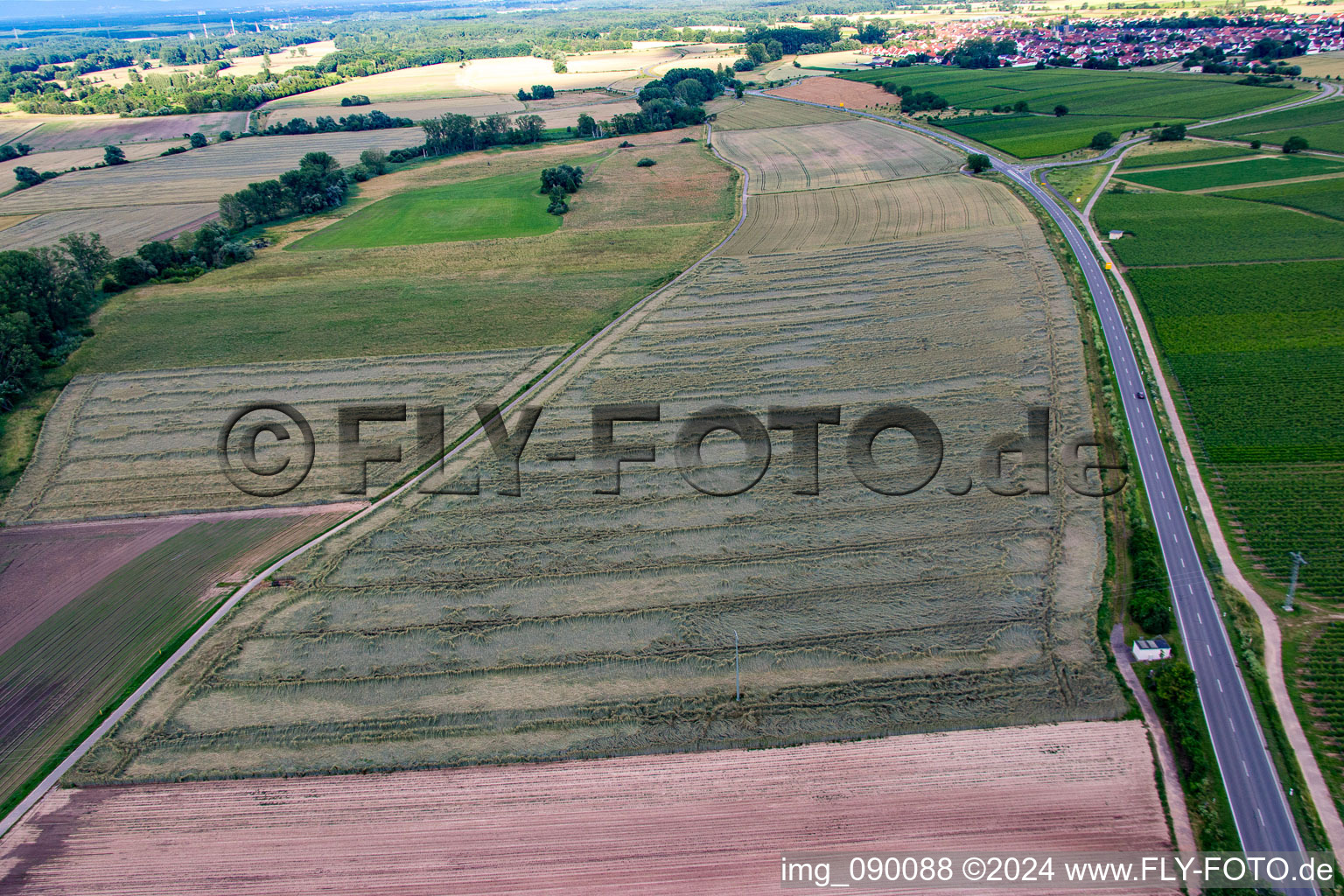 Oblique view of Grain field with storm damage in the district Geinsheim in Neustadt an der Weinstraße in the state Rhineland-Palatinate, Germany