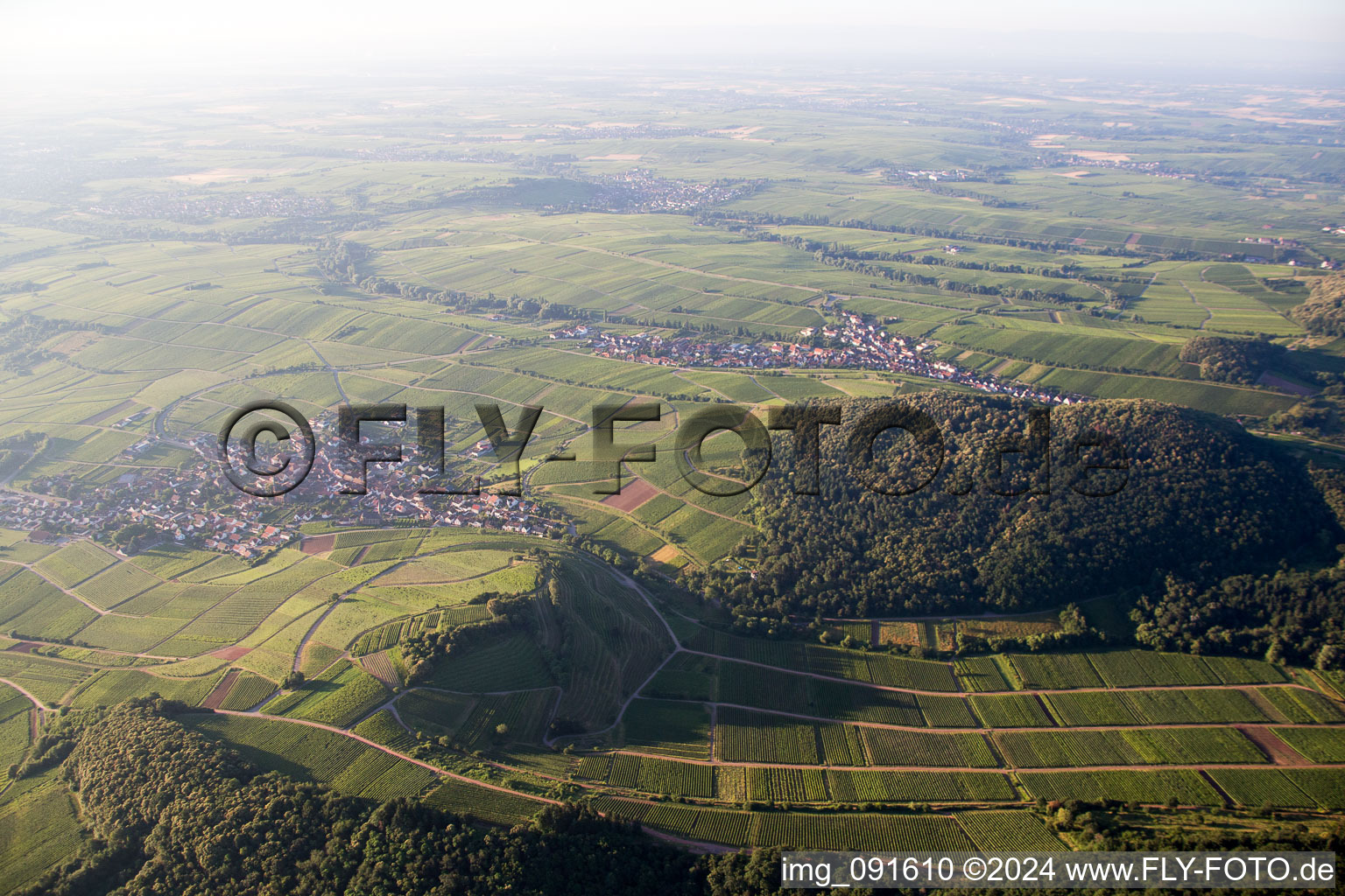 Chestnut bush in Birkweiler in the state Rhineland-Palatinate, Germany