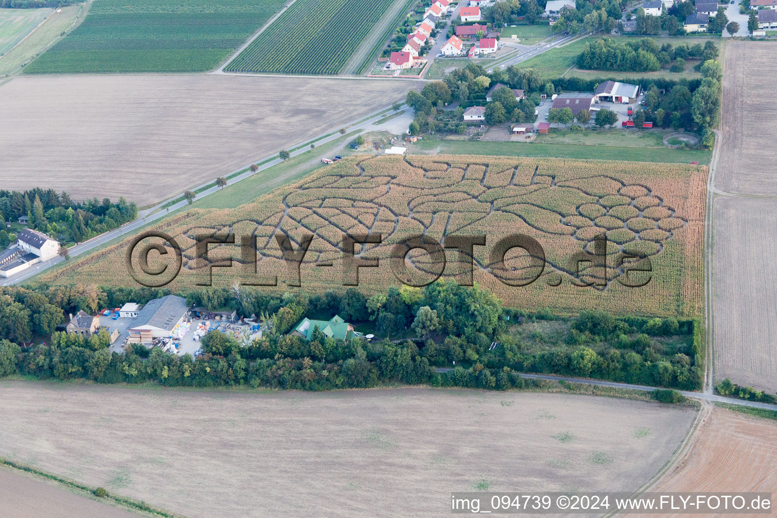 Aerial view of Maze - Labyrinth with the outline of of a Grape in a field in the district Wahlheimer Hof in Dalheim in the state Rhineland-Palatinate