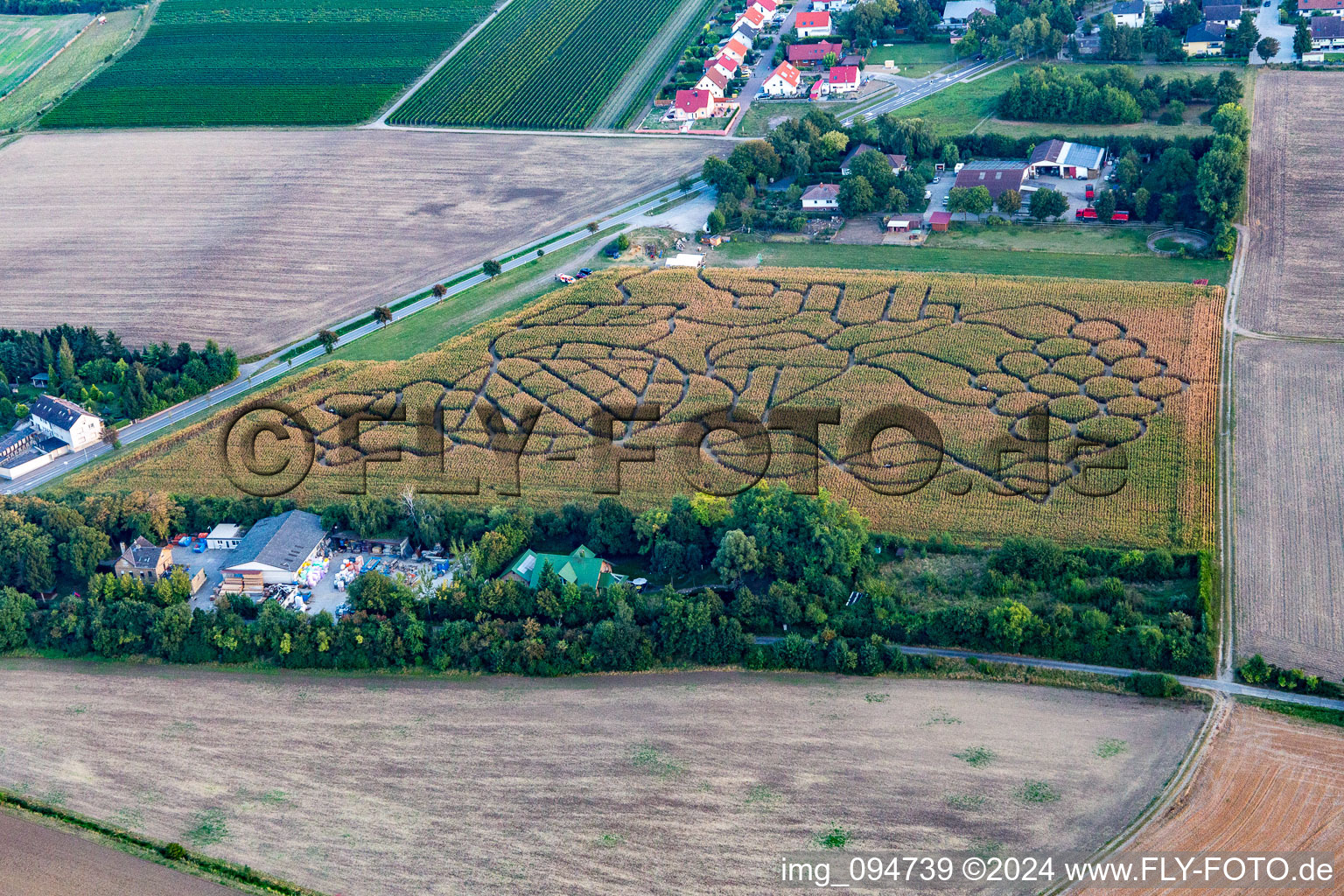 Aerial view of Maze - Labyrinth with the outline of of a Grape in a field in the district Wahlheimer Hof in Dalheim in the state Rhineland-Palatinate