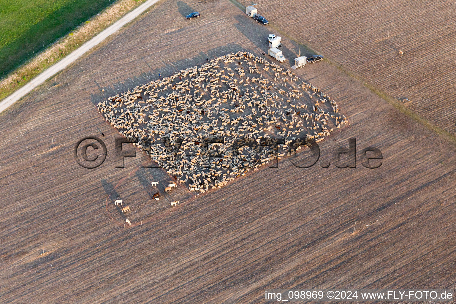 Structures with Sheep - herd in San Leonardo in Friuli-Venezia Giulia, Italy