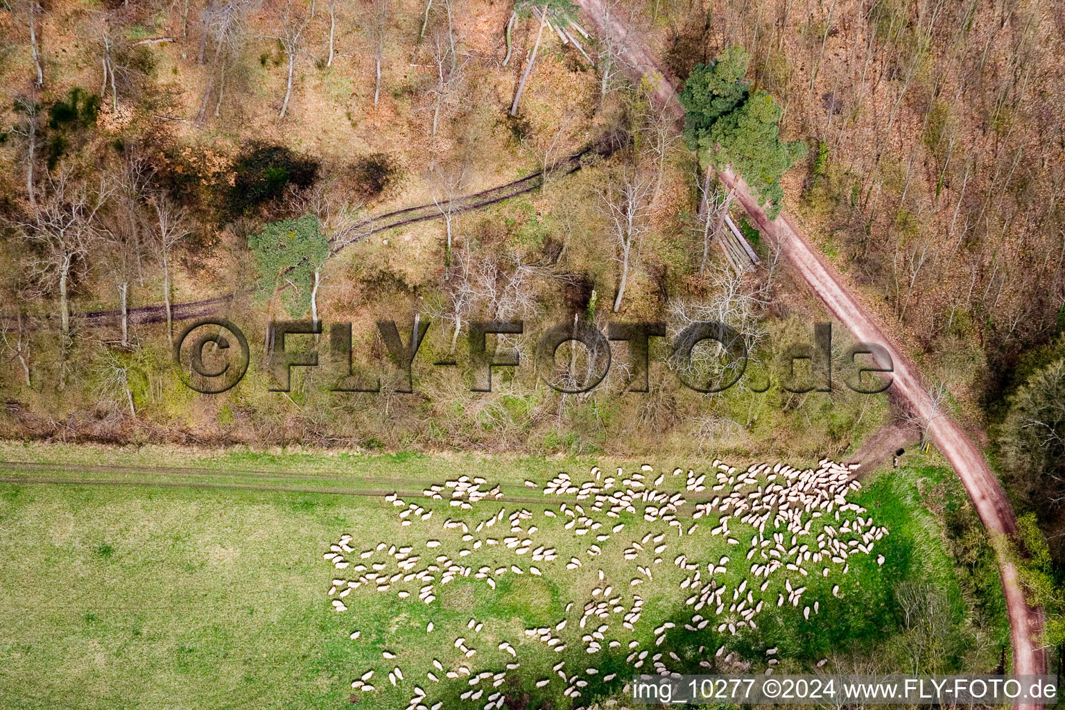 Grass area-structures meadow pasture with Sheep - herd in Kandel in the state Rhineland-Palatinate