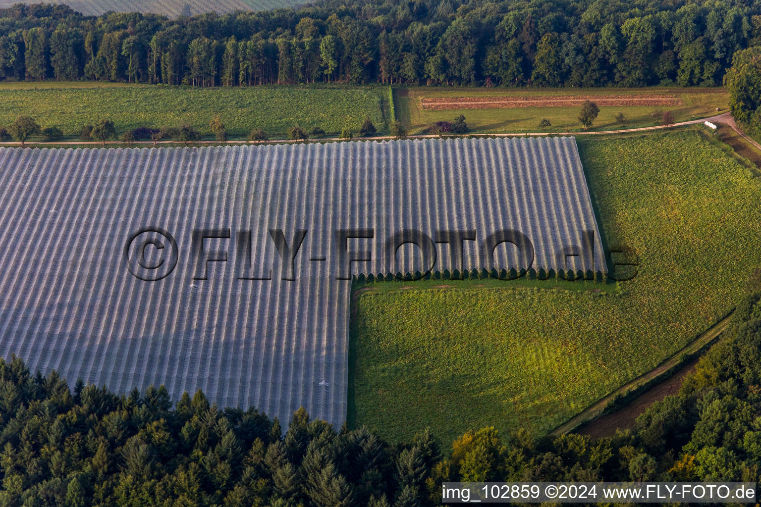 Covered apple orchards in the district Espasingen in Stockach in the state Baden-Wuerttemberg, Germany