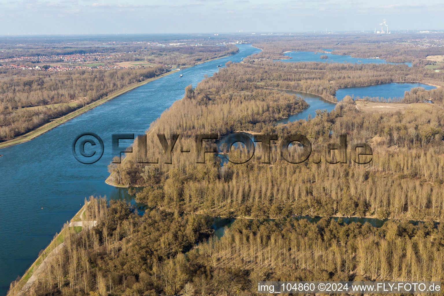 Rhine meadows with white willow forest in the district Plittersdorf in Rastatt in the state Baden-Wuerttemberg, Germany