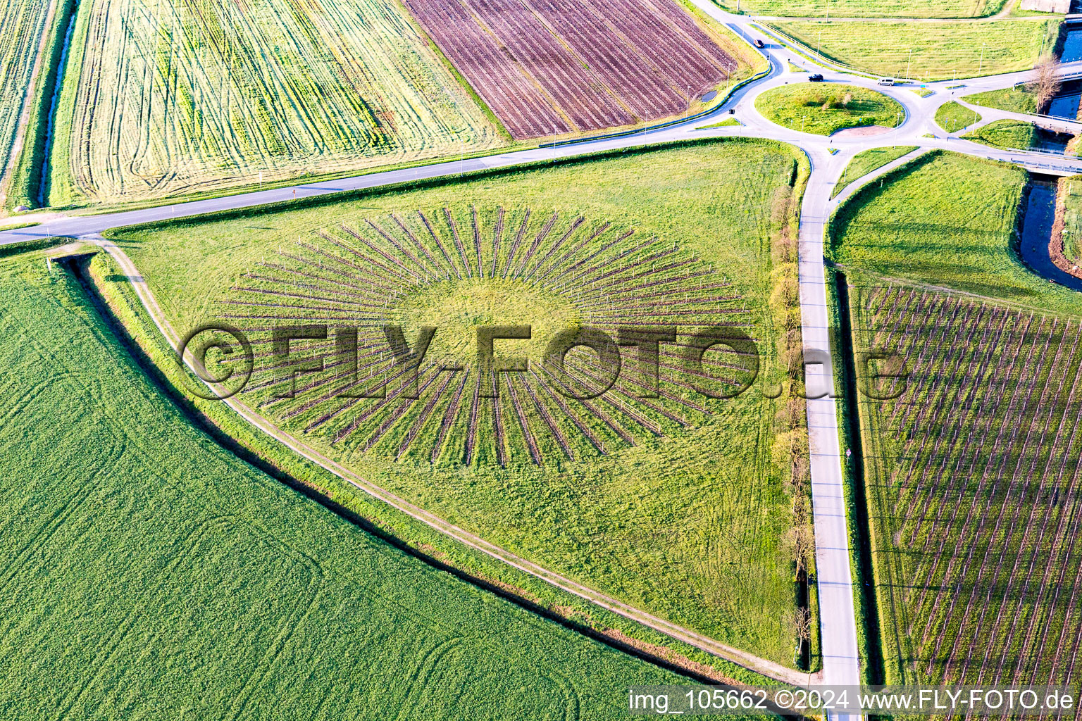 Radial planted rows of fruit cultivation plantation in a round field in Localita Bolzano, Morsano Al Tagliamento in Friuli-Venezia Giulia, Italy