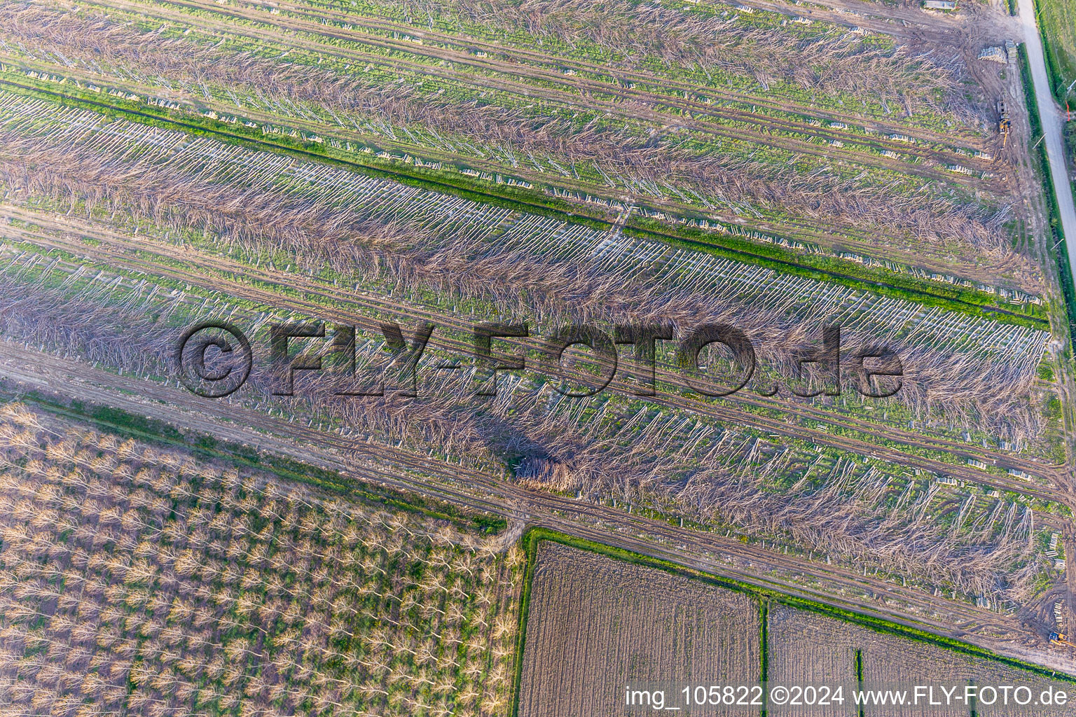 Poplar harvest near Carlino (Friuli-Venezia) in Via Nazionale in the state Friuli Venezia Giulia, Italy