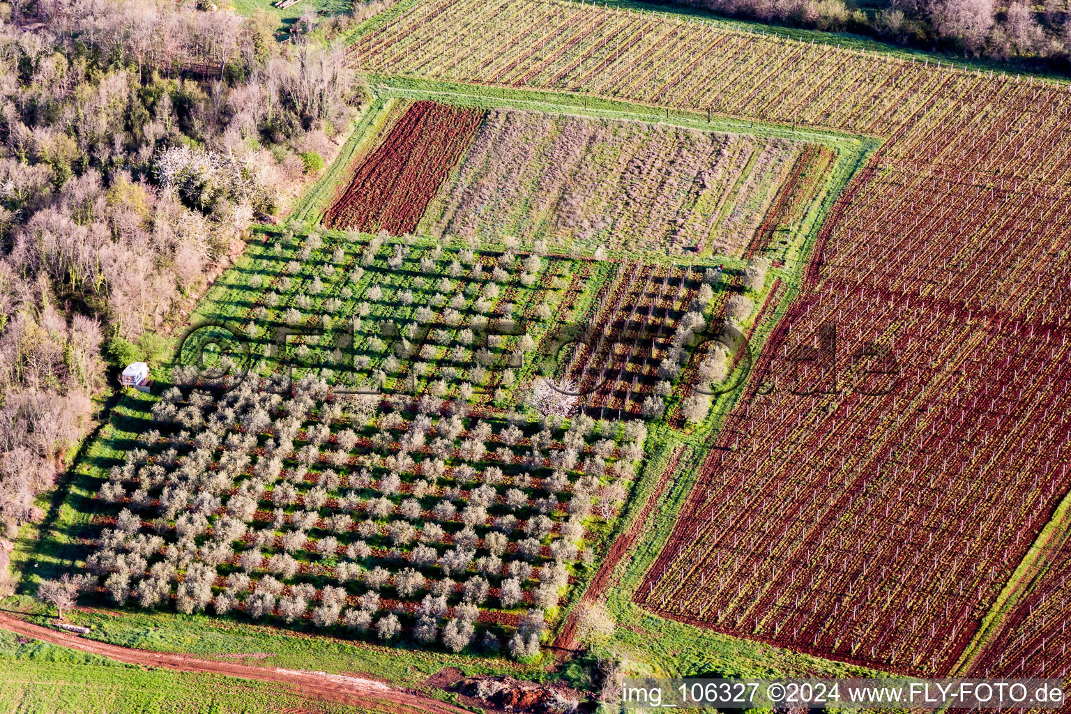 Rows of blooming trees of fruit cultivation plantation in a field in springtime in Funtana in Istarska zupanija, Croatia