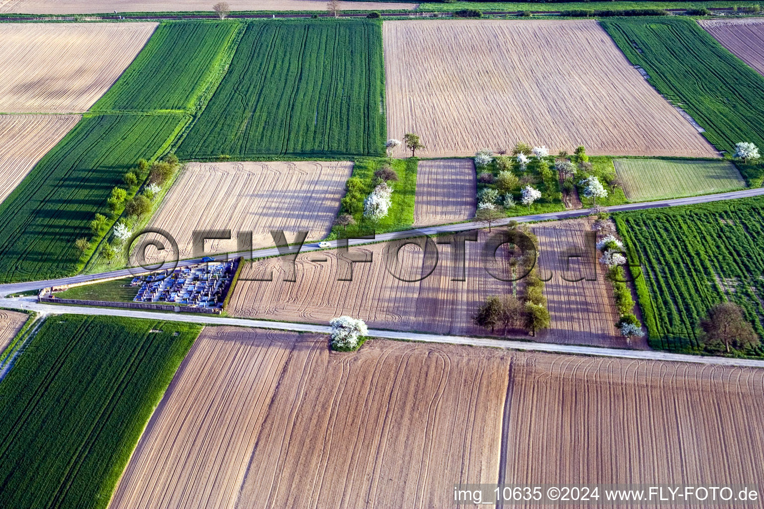 Flowering trees in springtime with shadow forming by light irradiation on a field in Hoffen in Grand Est, France