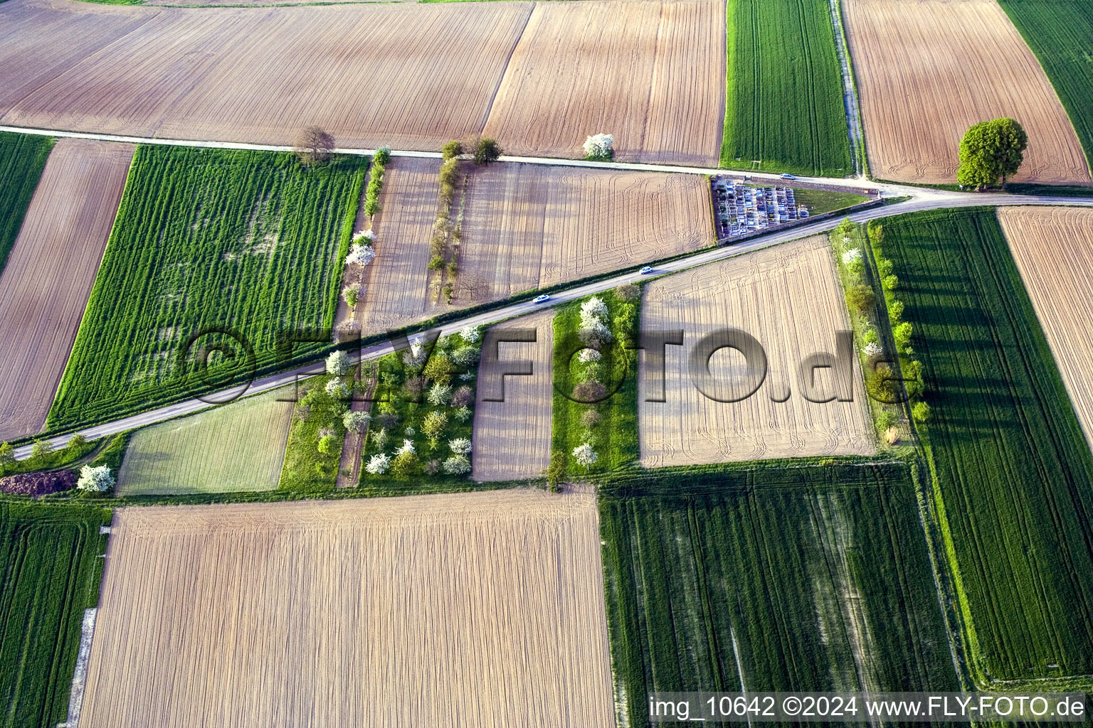 Trees with shadow forming by light irradiation on a field in Hoffen in Grand Est, France