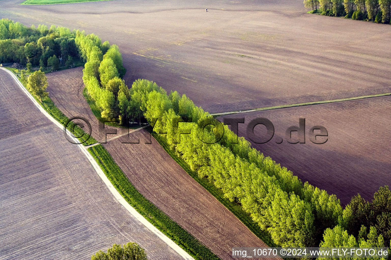 Row of trees on a country road on a field edge in Biblisheim in Grand Est, France