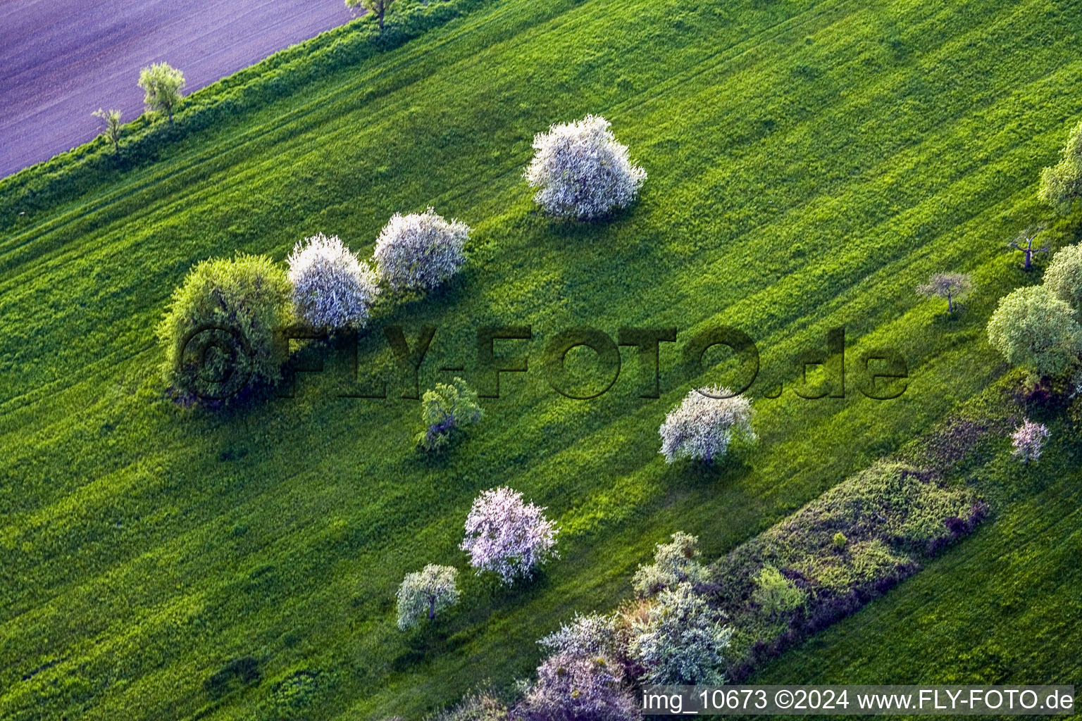 White blossoming trees of fruit cultivation in a meadow in Durrenbach in Grand Est, France