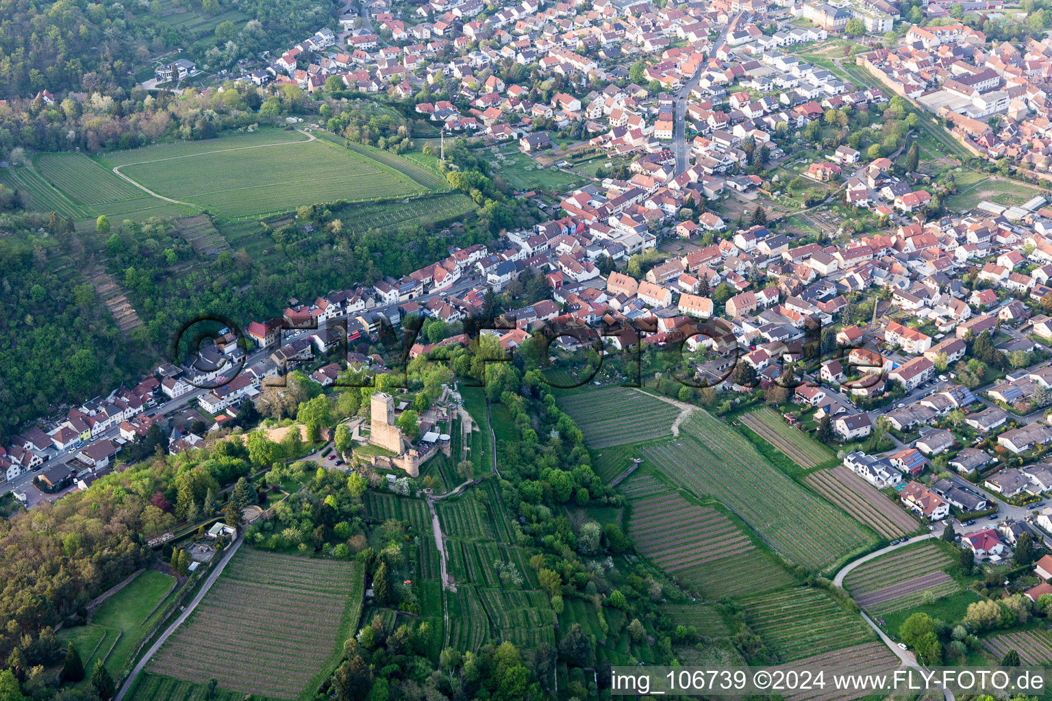 Wachtenburg (ruin “Wachenheim Castle”) in Wachenheim an der Weinstraße in the state Rhineland-Palatinate, Germany