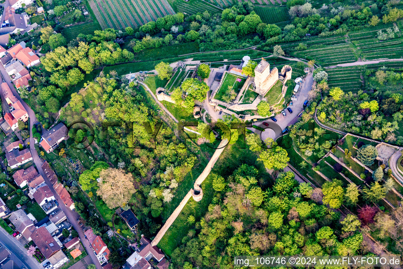 Aerial view of Ruins of the former fortress Wachtenburg ("Burg Wachenheim") in Wachenheim an der Weinstrasse in the state Rhineland-Palatinate, Germany