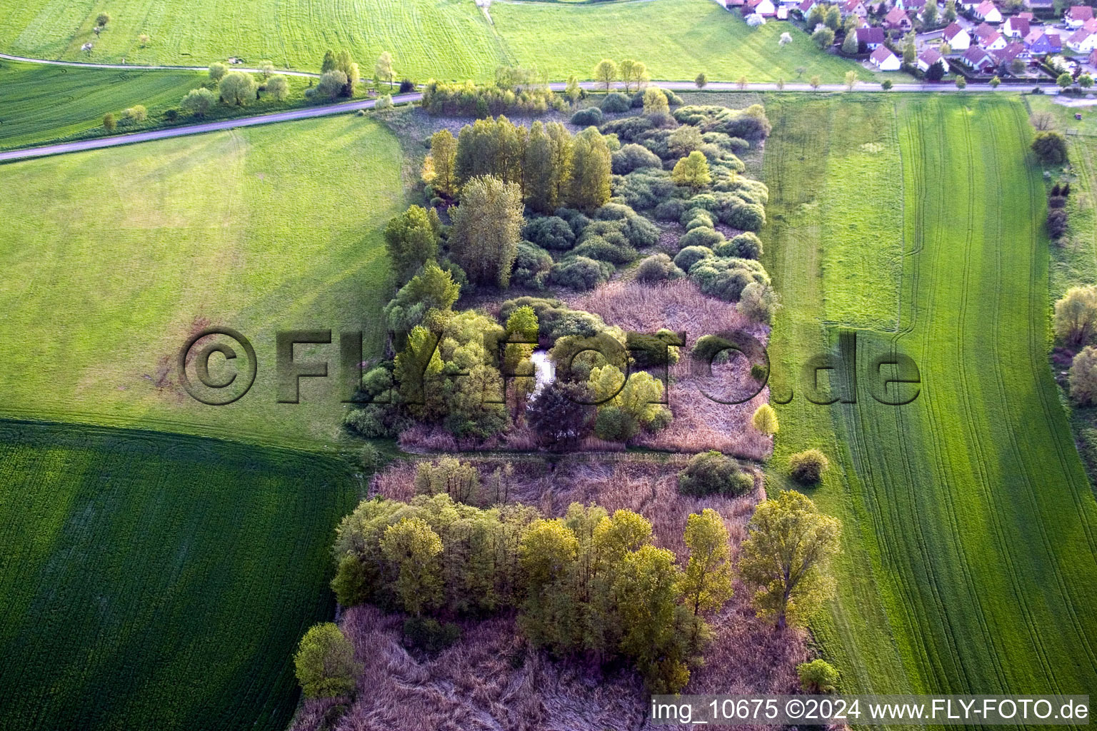 Island of trees in a field in Durrenbach in Grand Est, France