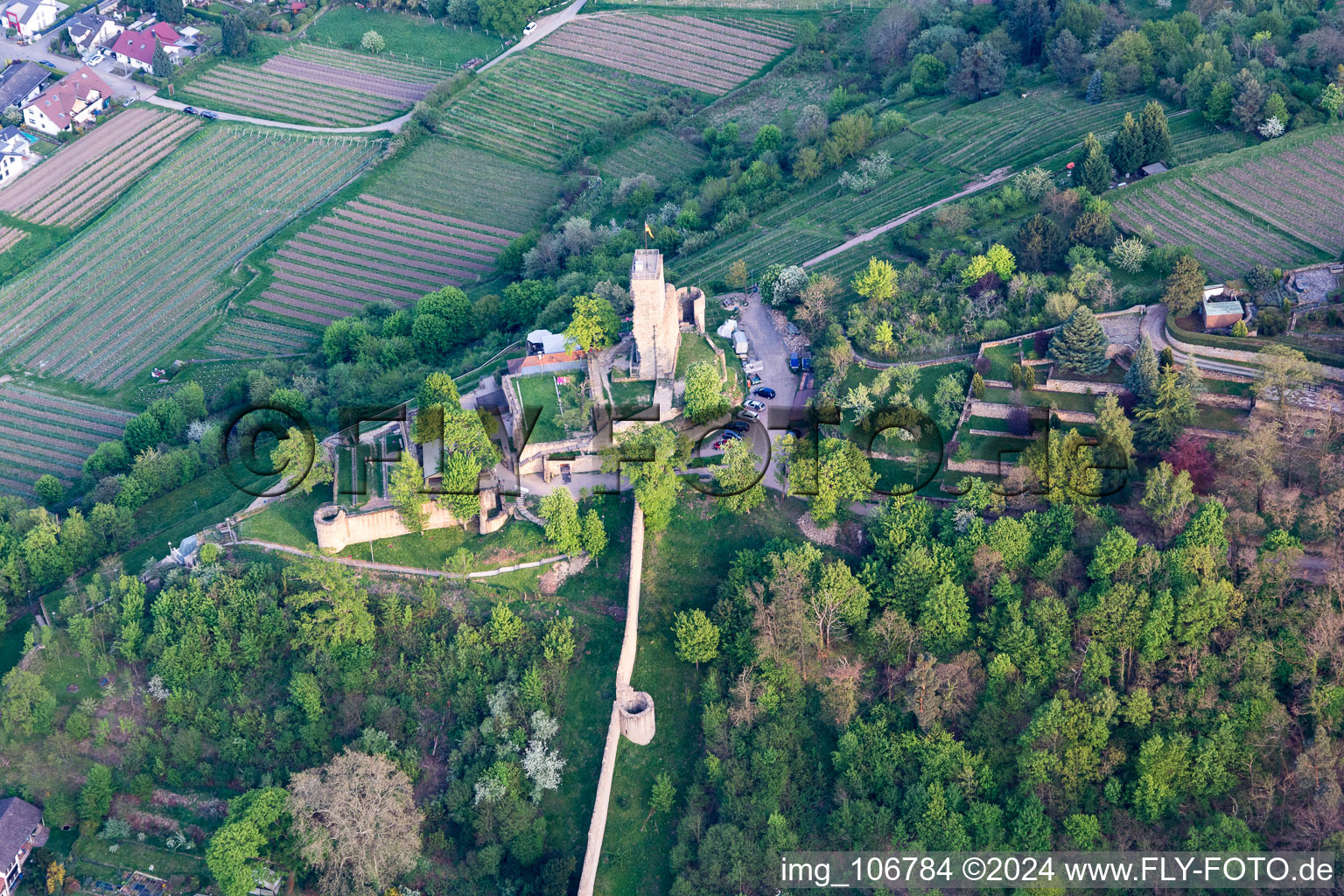 Aerial photograpy of Ruins of the former fortress Wachtenburg ("Burg Wachenheim") in Wachenheim an der Weinstrasse in the state Rhineland-Palatinate, Germany