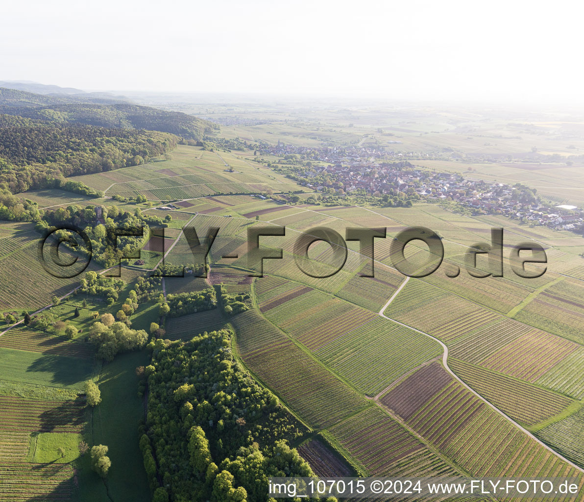 Oblique view of Sonnenberg vineyard in Wissembourg in the state Bas-Rhin, France